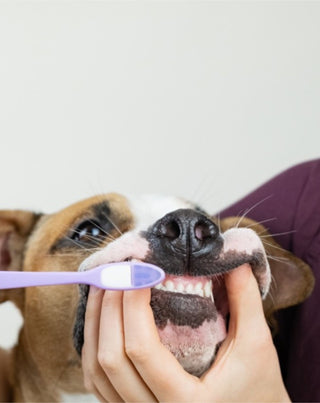 Kokosovo-banánová zubní pasta pro psy neutralizuje zápach a odstraňuje zubní kámen Auna For Fauna 30 ml - 2